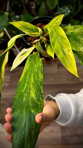 ANTHURIUM VITTARIFOLIUM Variegated