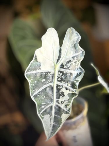 ALOCASIA AMAZONICA POLLY VARIEGATED