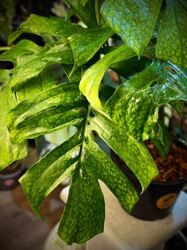 AMYDIUM MEDIUM SPIDER