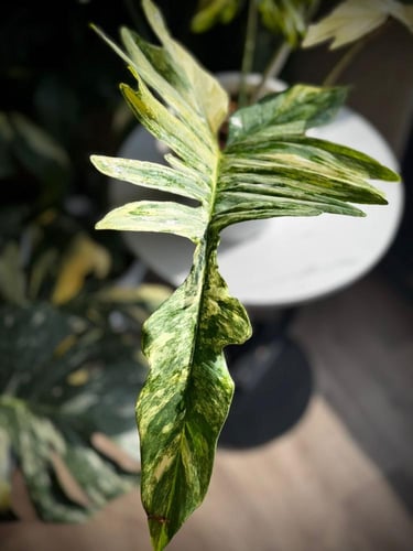 PHILODENDRON FLORIDA BEAUTY x MAYOI