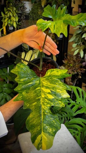 PHILODENDRON FLORIDA x MAYOI