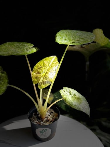 ALOCASIA WENTII SPLASH