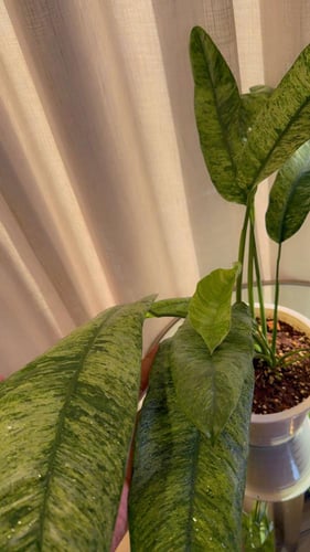 EPIPREMNUM GIGANTEUM MARB