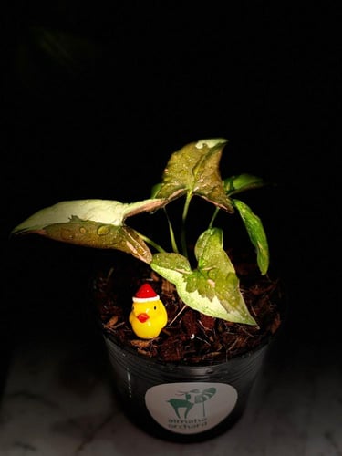 SYNGONIUM TRICOLOR CHOCOLATE