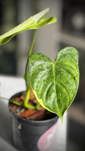 PHILODENDRON TOPICAL