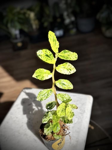 PELLIONIA SP VARIEGATED