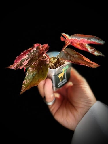 BEGONIA JINNY GALAXY