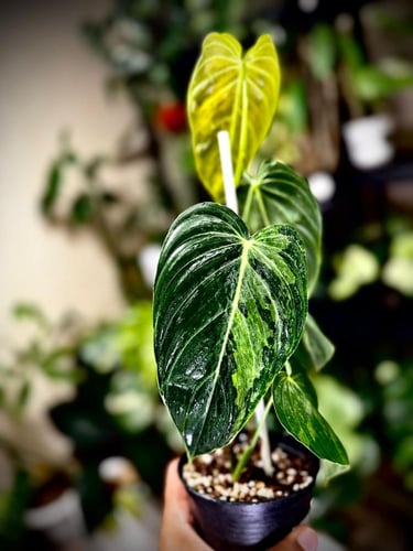 PHILODENDRON MELANO Variegated