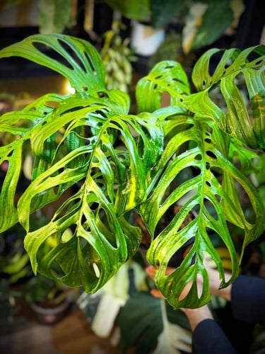 MONSTERA ESQUELETO