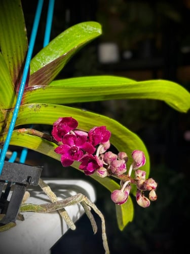 RHYNCHOSTYLIS GIGANTEA