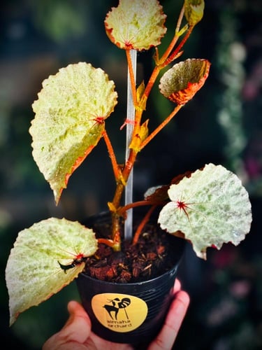 BEGONIA REX MIX VARIETY