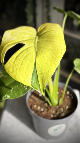 Monstera deliciosa White