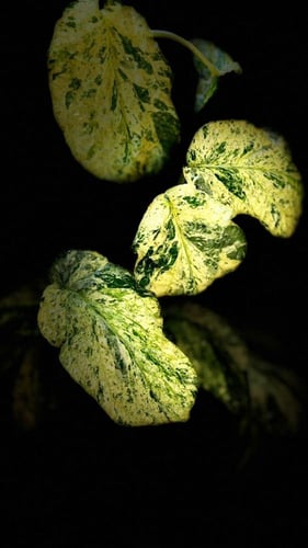AMYDRIUM MEDIUM SPIDI