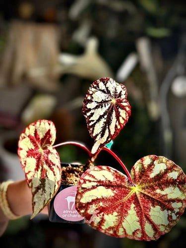 BEGONIA REX MIX VARIETIES