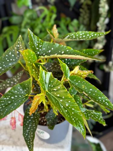 Begonia Double Dot