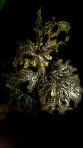 SELAGINELLA SP PHILIPP