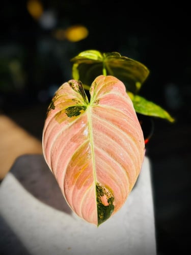 PHILODENDRON MELANO Variegated.