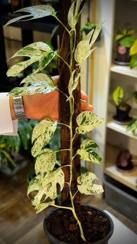 EPIPREMNUM PINNATUM MARBLE