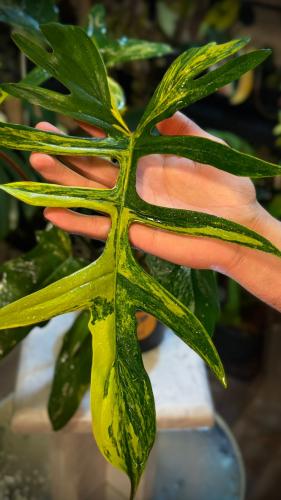 PHILODENDRON (FLORIDA x MAYOI) x MAYOI