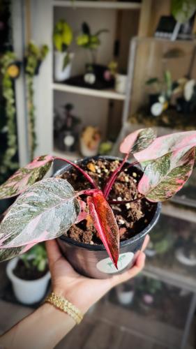 PHILO PINK PRINCESS MAF