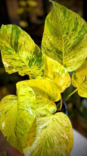 Pothos (Epipremnum aureum) Marble craigmillar .Que...