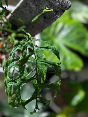Monstera Obliqua Peru
