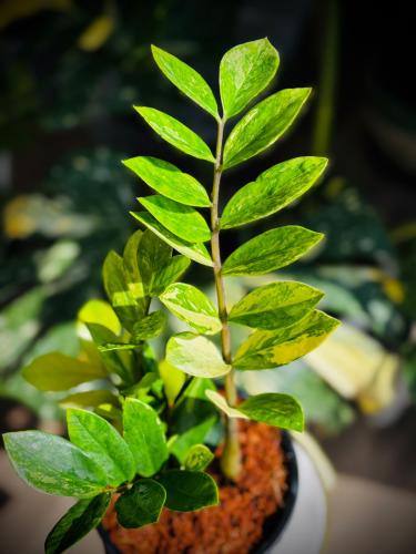 ZAMIOCULCAS ZAMIIFOLIA Variegated