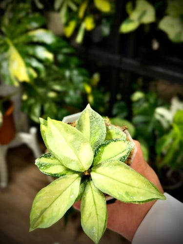 HOYA CARNOSA ARGENTEA PRINCESS