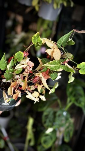 FALLOPIA MULTIFLORA