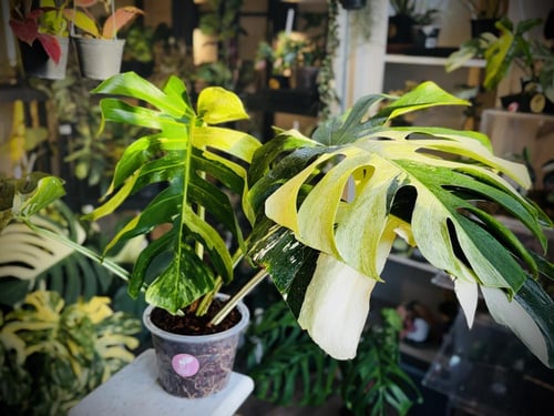MONSTERA DELICIOSA MINT