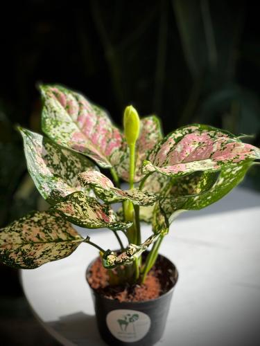 AGLAONEMA MIX VARIEGATED