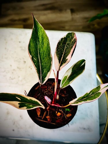 philodendron pink mutation