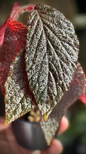 BEGONIA REX MIX VARIETIES