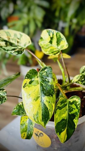PHILODENDRON EMERALD QUEEN
