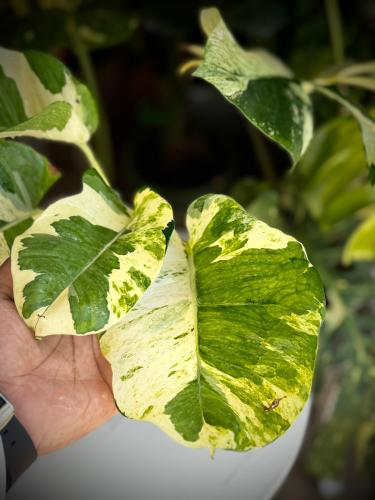 POTHOS N JOY (GIANT) BIG