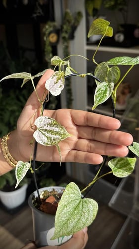 DIOSCOREA BULBIFERA ALBO