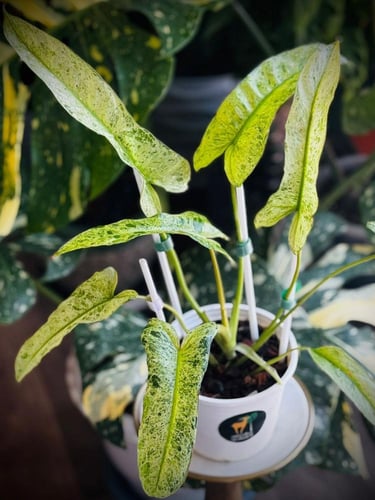 PHILODENDRON BILLIETIAE x PARAISO
