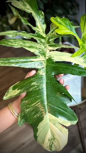 PHILODENDRON FLORIDA X TORTUM