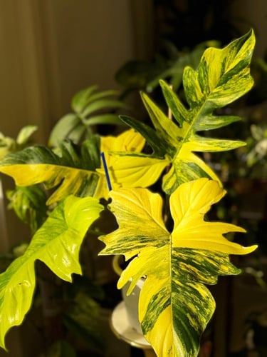 Philodendron Florida X Mayoi