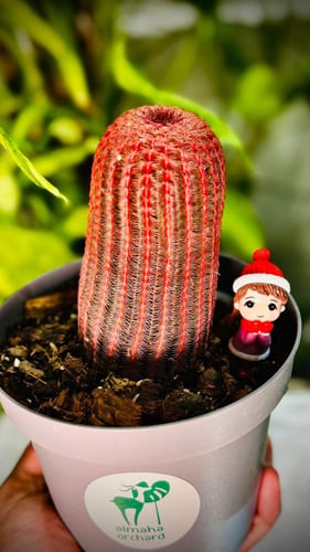 ECHINOCEREUS RUBISPINUS