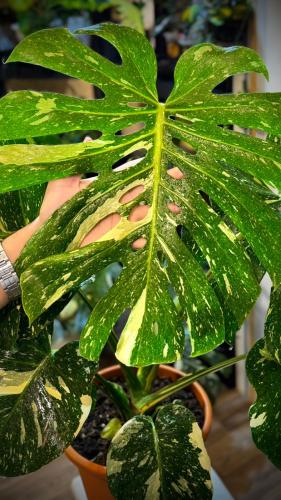 Monstera Thai Constellation