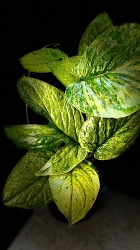 AMYDRIUM MEDIUM SPIDI