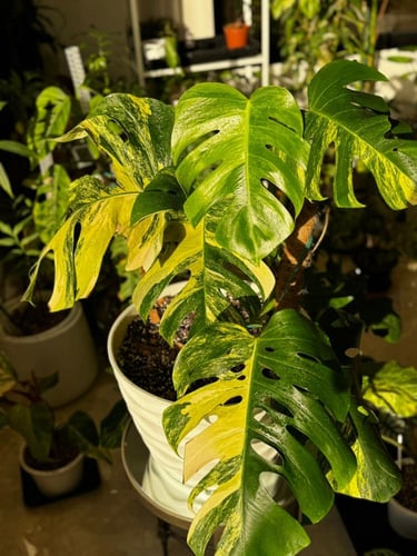 MONSTERA DELICIOSA AUREA
