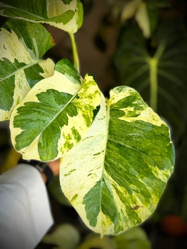 POTHOS N JOY (GIANT) BIG