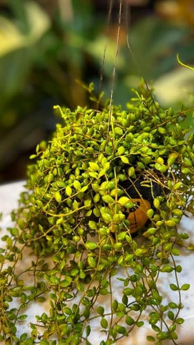 DISCHIDIA NUMMULARIA