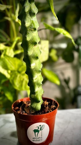 MYRTILLOCACTUS GEOMETRIZANS
