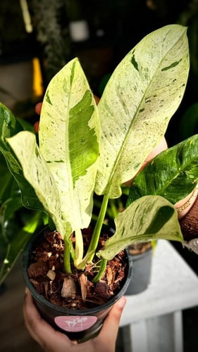 PHILODENDRON ORLANDO ALBO