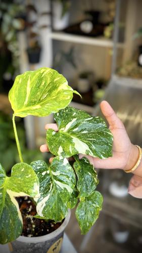 MONSTERA TRICOLOR MUT