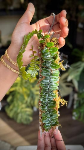 MARCGRAVIA UMBELLATA