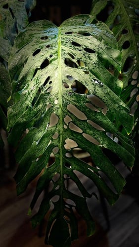 MONSTERA DUBIA FORMS